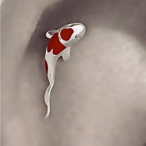 Jewelry - Koi Fish~ Nishikigoi Spotted Brocaded Curved Carp Japanese Lily Pond 925 Barbell